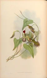 Selasphorus platycercus